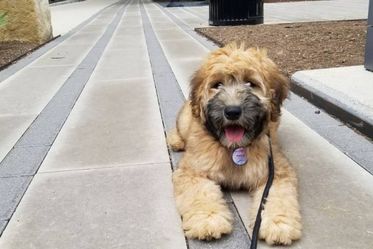 Un Woodle tenu en laisse et couché sur son ventre au sol à l'extérieur