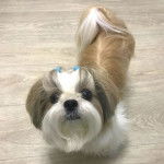 Photo prise de haut d'un Papastzu debout à quatre pattes sur un sol en bois