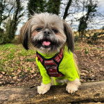Un Papastzu portant un harnais jaune et debout sur un rondin dans les bois