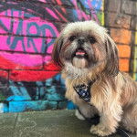 Un Papastzu portant un harnais en étant debout devant un mur de graffitis