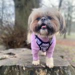 Un Papastzu portant un harnais et debout à quatre pattes sur un tronc d'arbre dans un parc