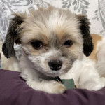 Un Papastzu allongé sur un oreiller blanc