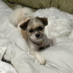 Un Papastzu portant un collier et allongé sur un lit