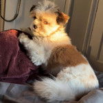 Un Papastzu allongé sur un oreiller sur un matelas dans une chambre ensolleilée