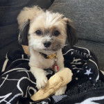 Un Papastzu portant un collier et allongé sur une couverture