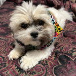 Un Papastzu portant un harnais et allongé sur une moquette