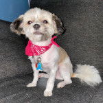 Un Papastzu portant un bandana avec un collier et assis sur un canapé gris foncé