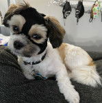 Un Papastzu portant un bandeau noir sur la tête avec un collier en étant couché sur un canapé gris