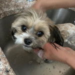 Photo d'un Papastzu se faisant laver dans un évier