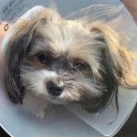 Photo prise de haut d'un Papastzu regardant la caméra