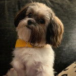 Photo prise de dos d'un Papastzu portant un collier jaune tout en regardant la caméra