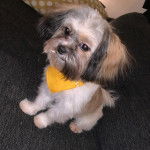 Un Papastzu portant un bandana jaune et assis sur un canapé