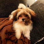 Un Papastzu assis sur un canapé et enveloppé dans une couverture