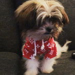 Un Papastzu portant un sweat et assis sur un canapé