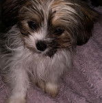 Un Papastzu assis sur une couverture