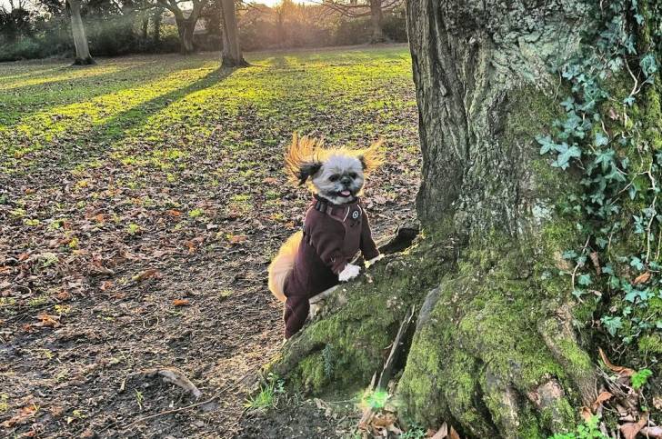 Un Papastzu portant un harnais et debout à côté d'un arbre dans un parc