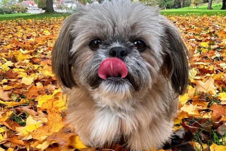 Un Papastzu face à la caméra et debout dans une pile de feuilles avec sa langue pendante