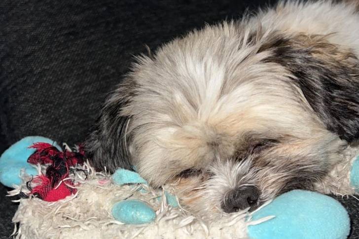 Un Papastzu dormant sur un jouet en peluche