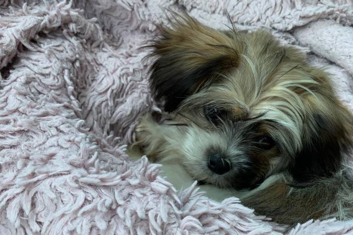 Un Papastzu blotti dans une couverture