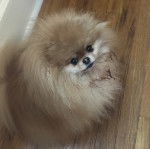 Un Pomshinese sur un plancher et regardant vers la caméra 