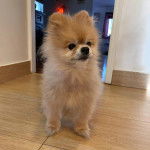 Un Pomshinese sur un plancher et semblant détendu 