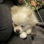 Un Pomshinese allongé sur un canapé et semblant dormir 