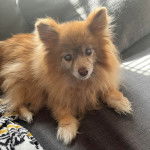 Un Pomshinese allongé sur un canapé et regardant vers la caméra 