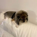 Un Pomshinese allongé sur un canapé et portant un harnais 