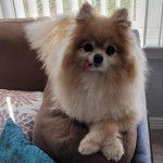 Un Pomshinese sur un canapé et ayant la langue pendante 