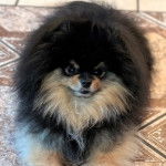 Un Pomshinese allongé sur un sol carrelé et regardant vers la caméra 