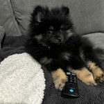 Un Pomshinese allongé sur un canapé et regardant vers la caméra 