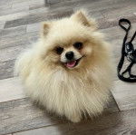 Un Pomshinese sur un plancher et regardant vers la caméra 