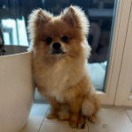 Un Pomshinese assis sur un sol carrelé et semblant détendu