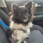 Un Pomshinese assis sur le siège d'une voiture et regardant vers la caméra