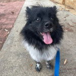 Un Pomshinese sur une surface bétonnée et qui est tenu en laisse 