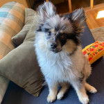 Un Pomshinese assis sur un canapé et regardant vers la caméra 