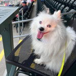 Un Pomshinese ayant la langue pendante et qui est tenu en laisse 