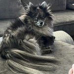 Un Pomshinese allongé sur un canapé et semblant détendu