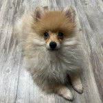 Un Pomshinese allongé sur un plancher et semblant détendu