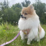 Un Pomshinese sur un terrain herbeux et qui est tenu en laisse 