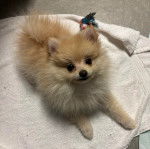 Un Pomshinese allongé et regardant vers la caméra 