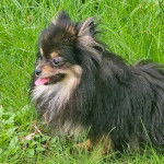 Un Pomshinese sur une surface herbacée et tirant la langue 