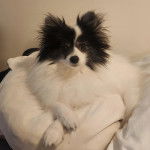 Un Pomshinese allongé sur un canapé et semblant détendu