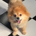 Un Pomshinese sur une surface carrelé et portant un collier autour du cou