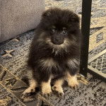 Un Pomshinese assis sur un tapis et semblant détendu