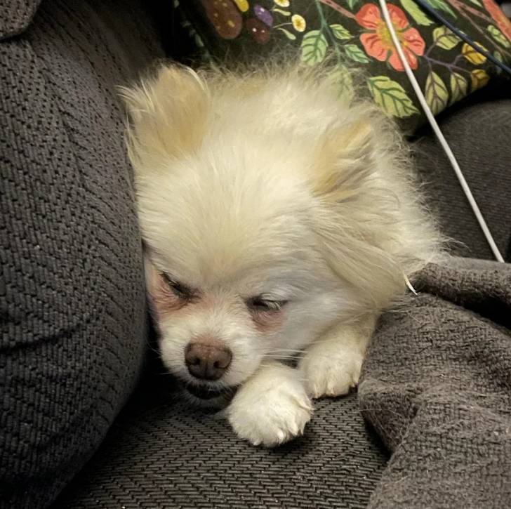 Un Pomshinese allongé sur un canapé et semblant dormir 