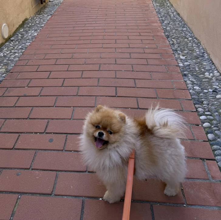 Un Pomshinese sur un sol pavé et qui est tenu en laisse 