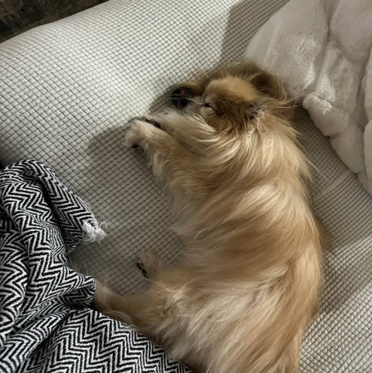 Un Pomshinese allongé sur un canapé et semblant dormir 