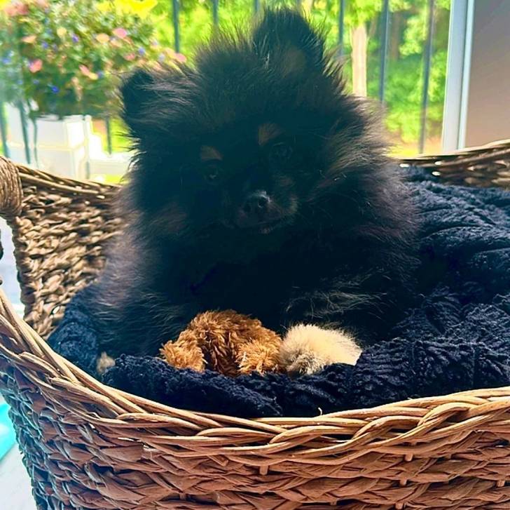 Un Pomshinese allongé dans un panier et semblant détendu 