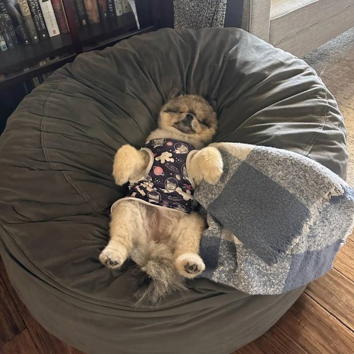 Un Pomshinese allongé et portant un habit pour chien 